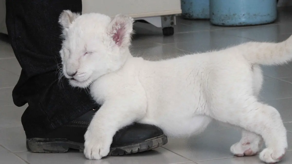 181217_CGE_ZOO_LEONCITA_01