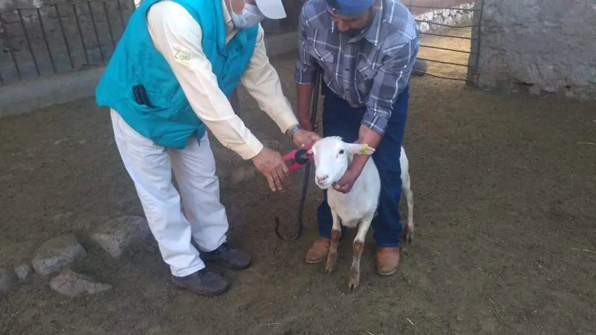 ANIMALES