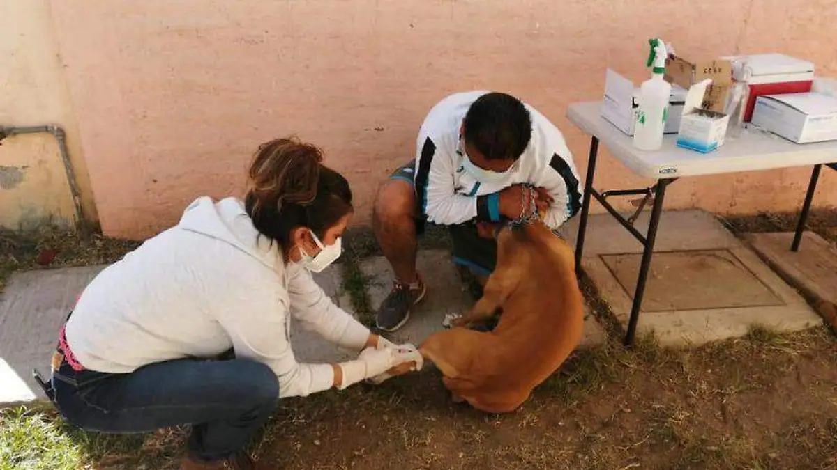VACUNAS PERROS Y GATOS