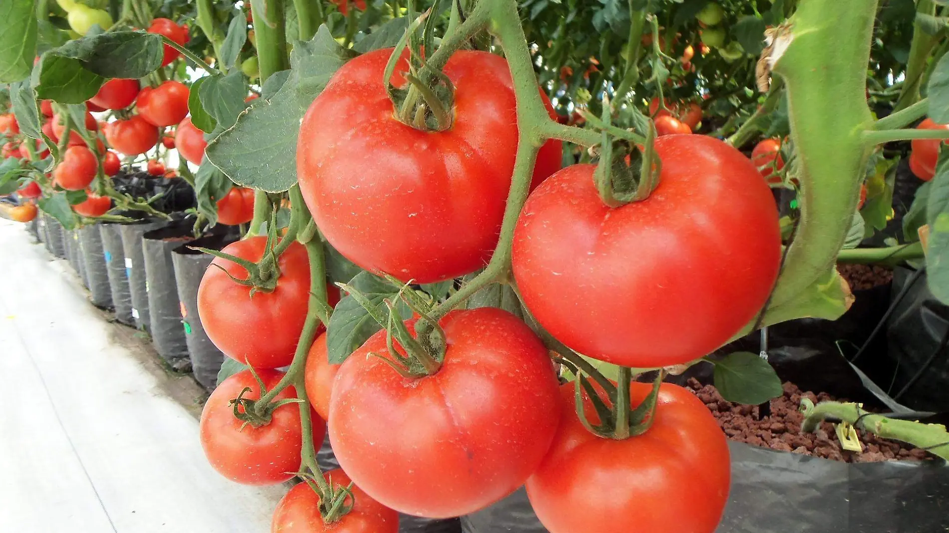 tomatoes-936520_1920