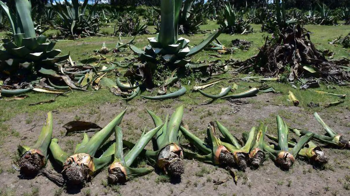 especies serán reubicadas maguey
