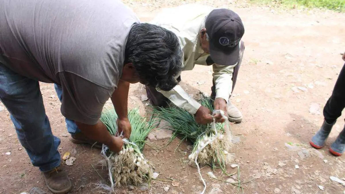 PRODUCTORES