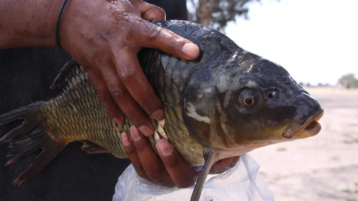 CARPA 2