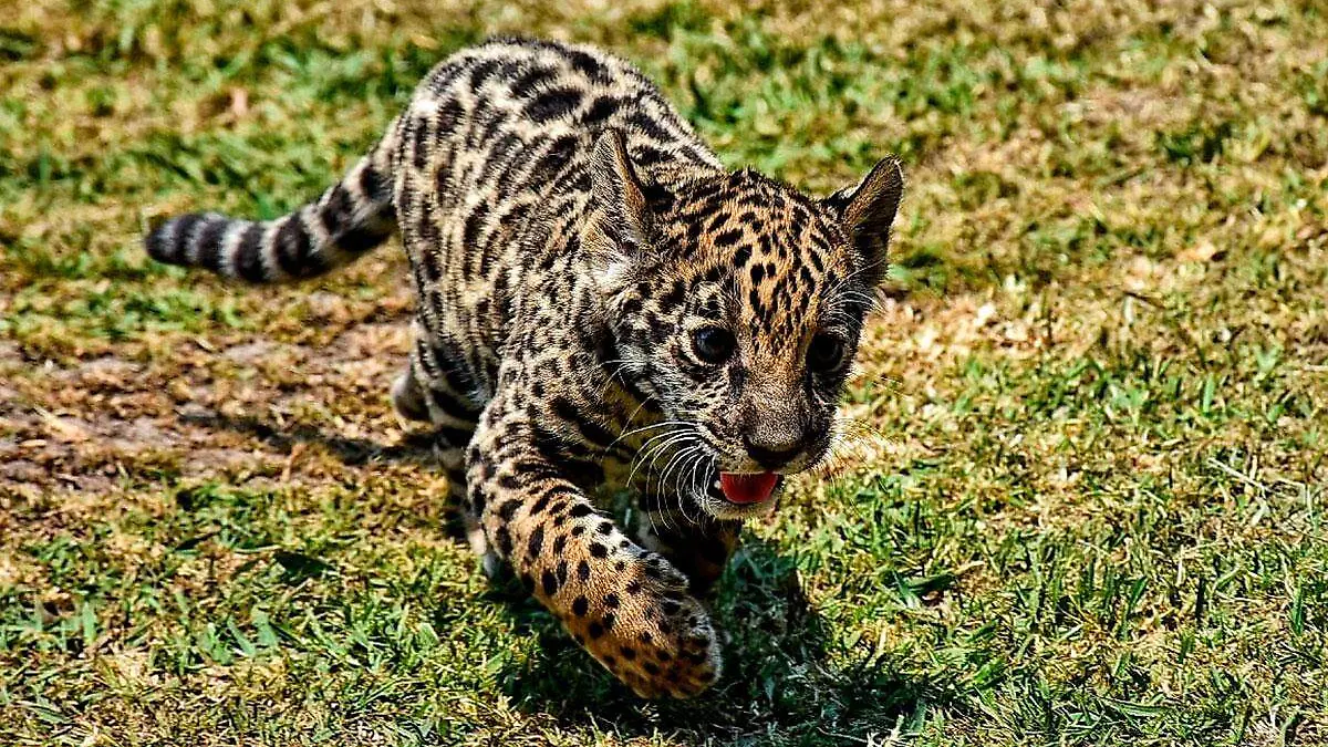 Jaguar3