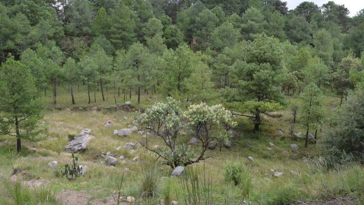 SITIO