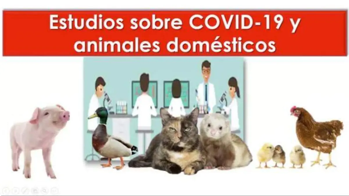 COVID 2