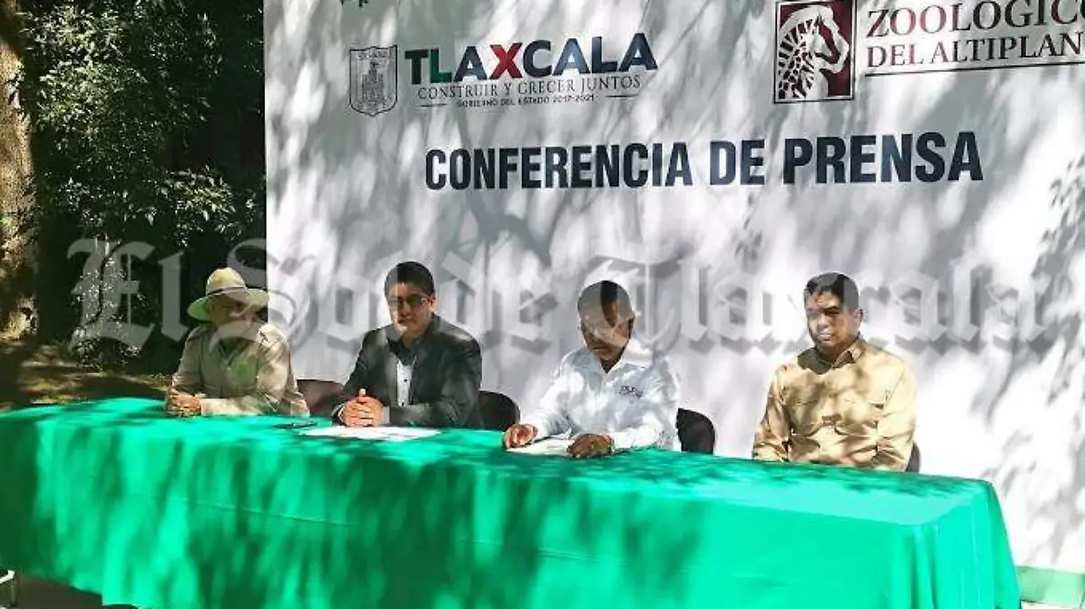 León blanco 5