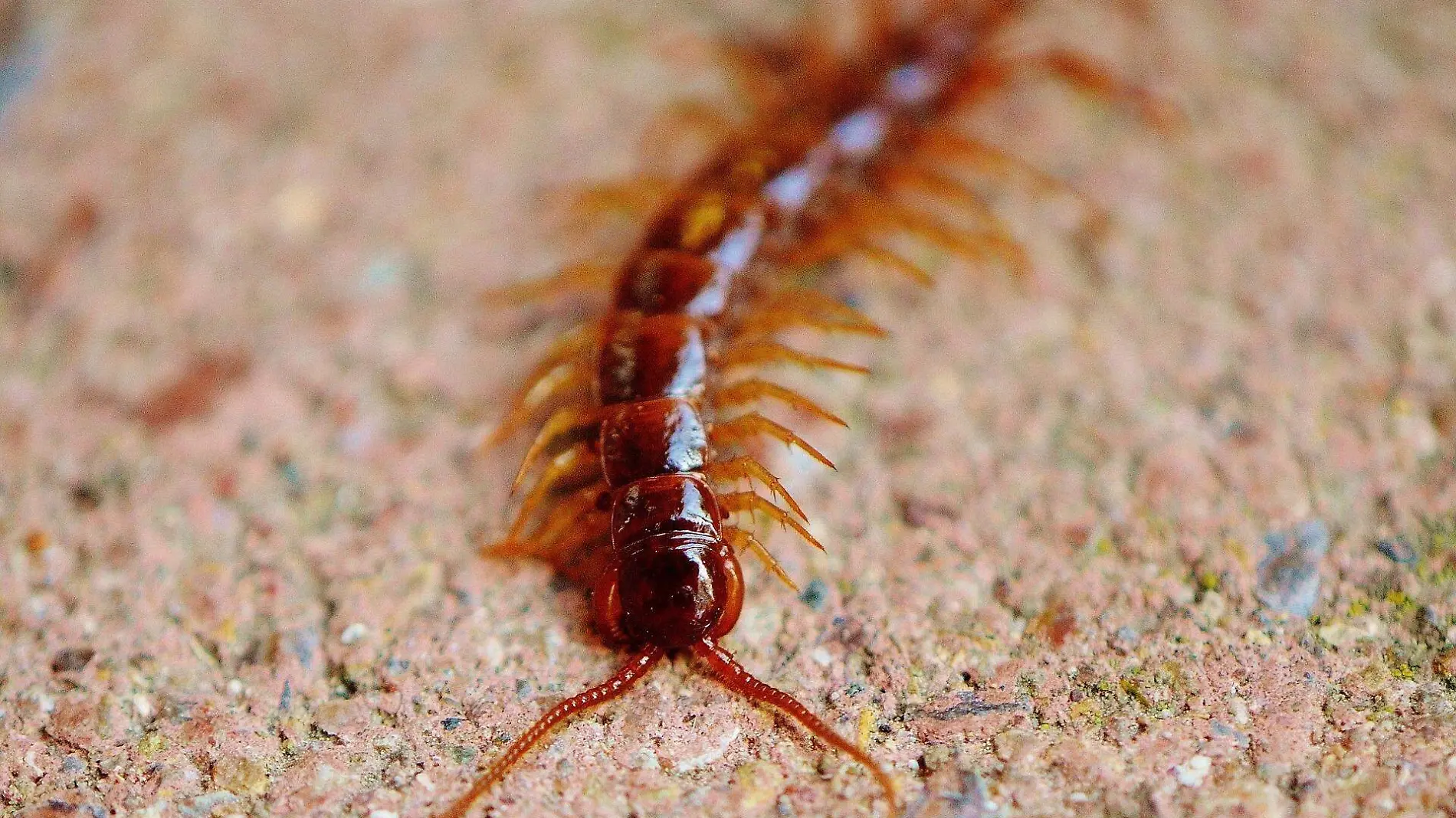 centipedes-975247_1920