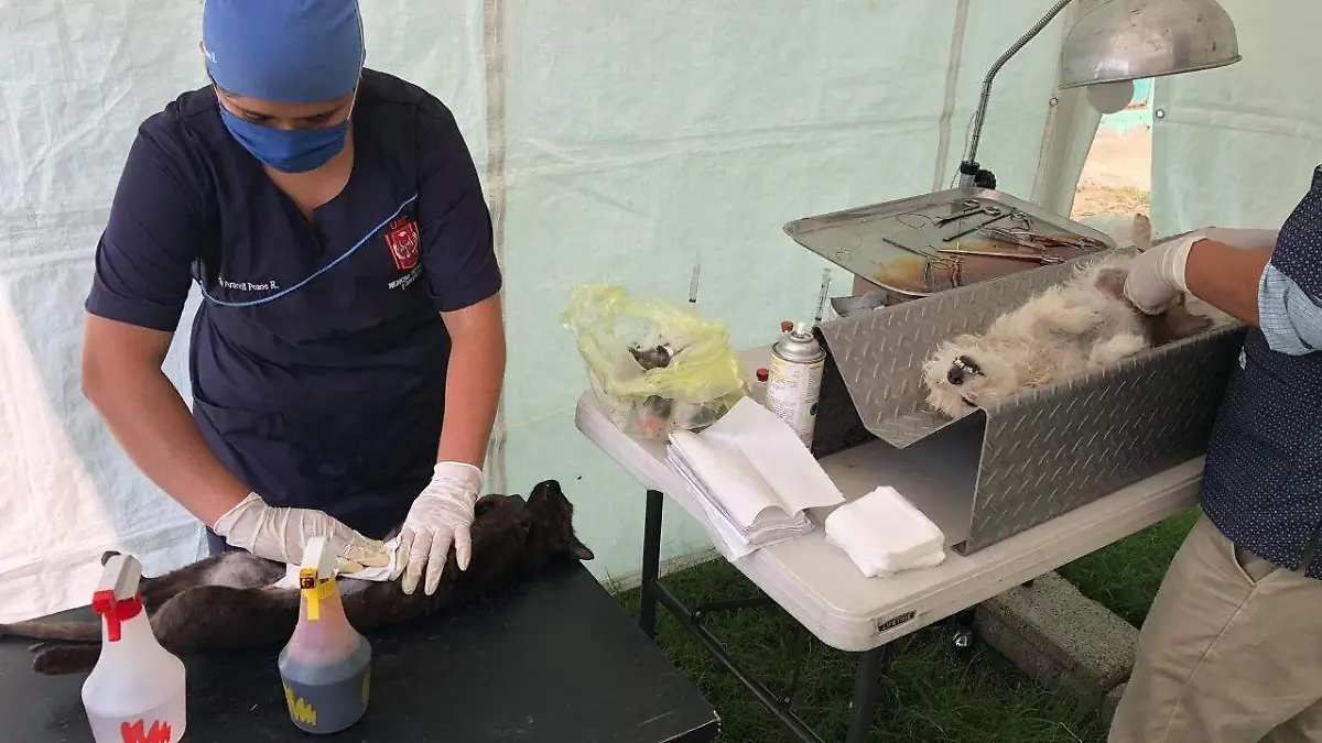 ESTERILIZACIÓN LOMA BONITA_1