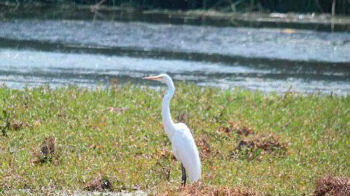 GARZA