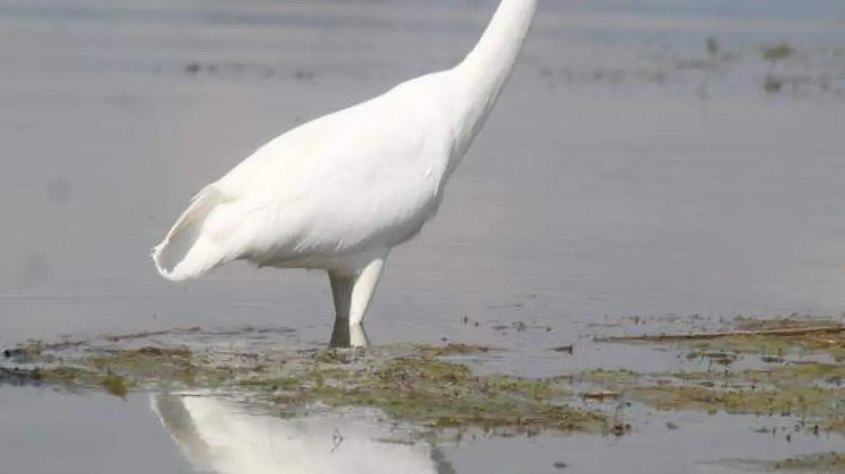 garza 2
