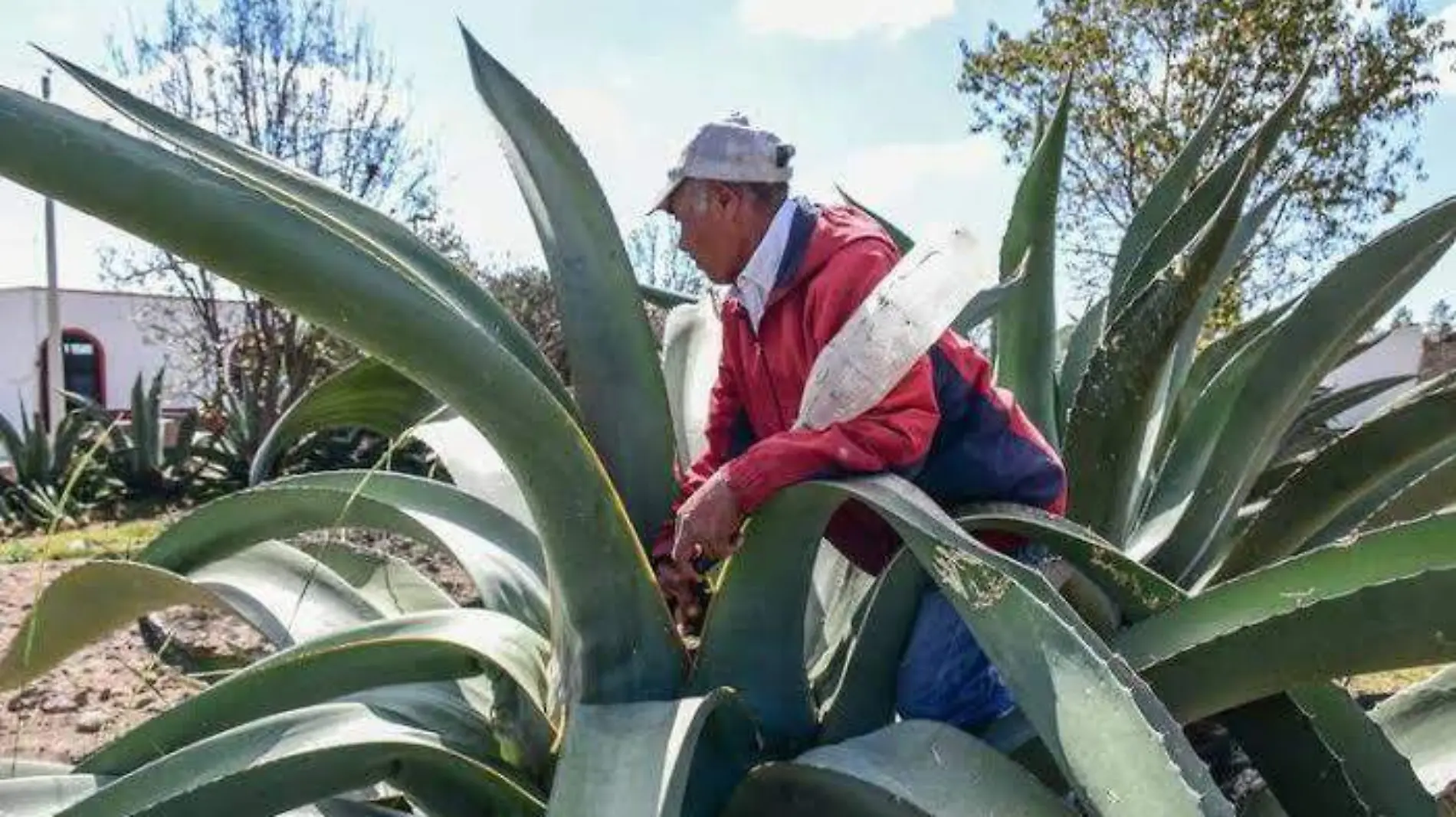 Impulsa la UNAM la preservación del maguey pulquero 