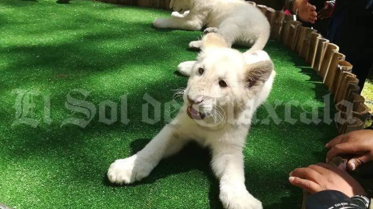 León blanco 3