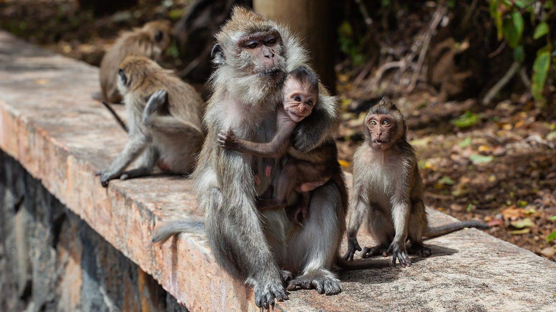 long-tailed-macaque-4501437_1920