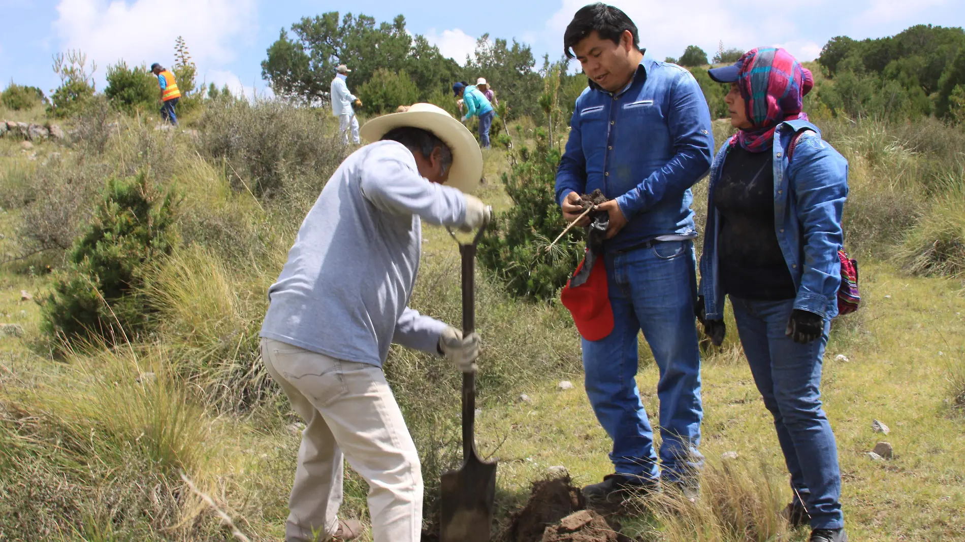 REFORESTACIÓN