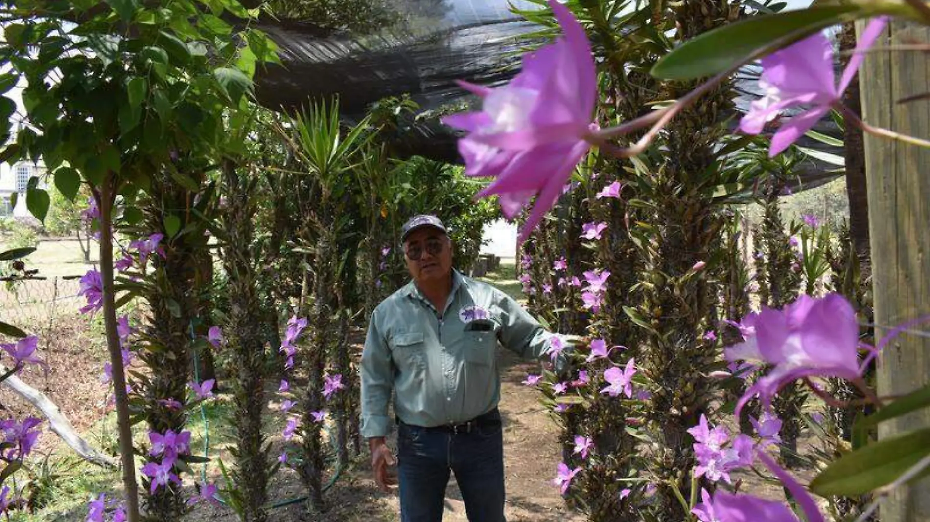 ORQUIDEAO