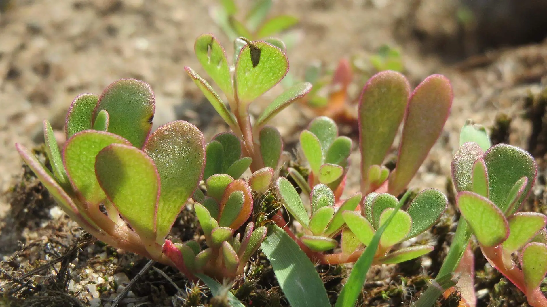 portulaca-oleracea-855543_1920