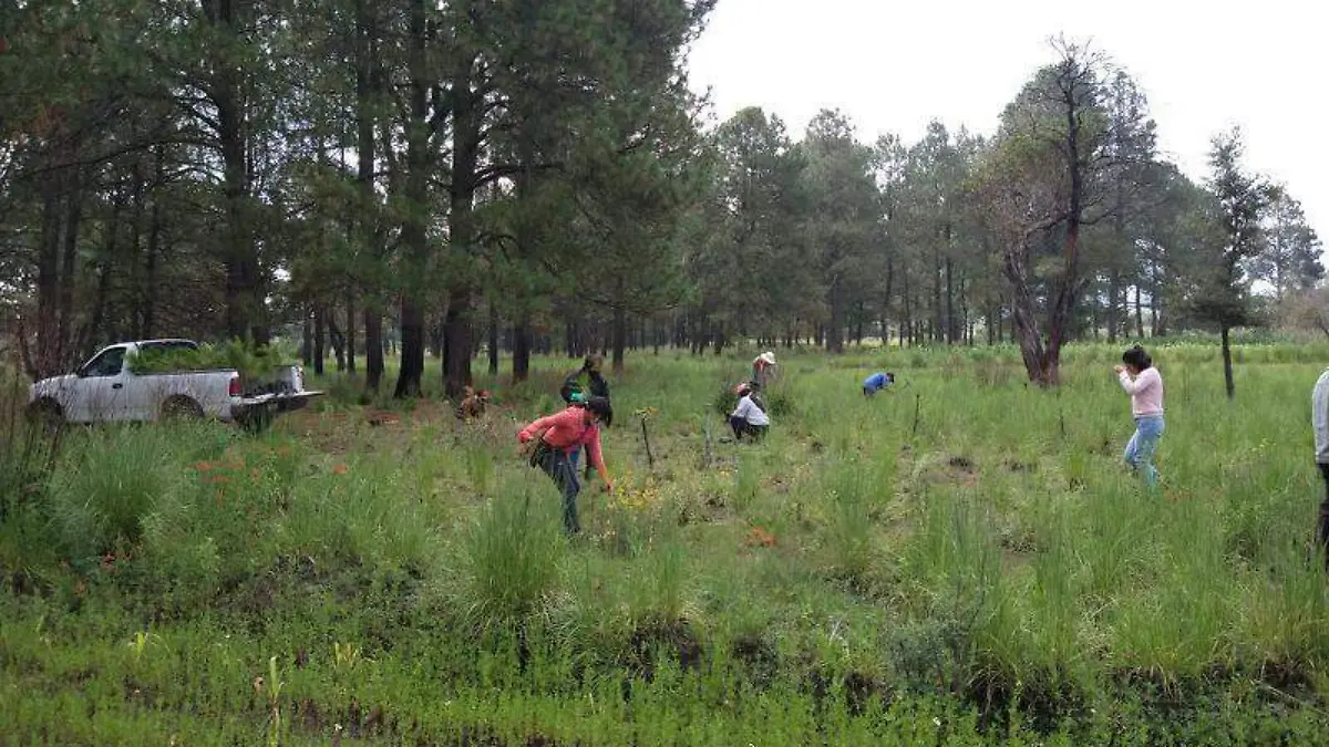 REFORESTAN