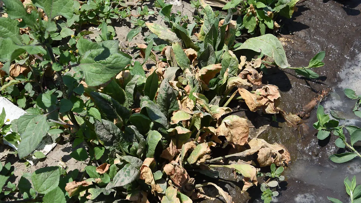LECHUGAS ESPINACAS (5)