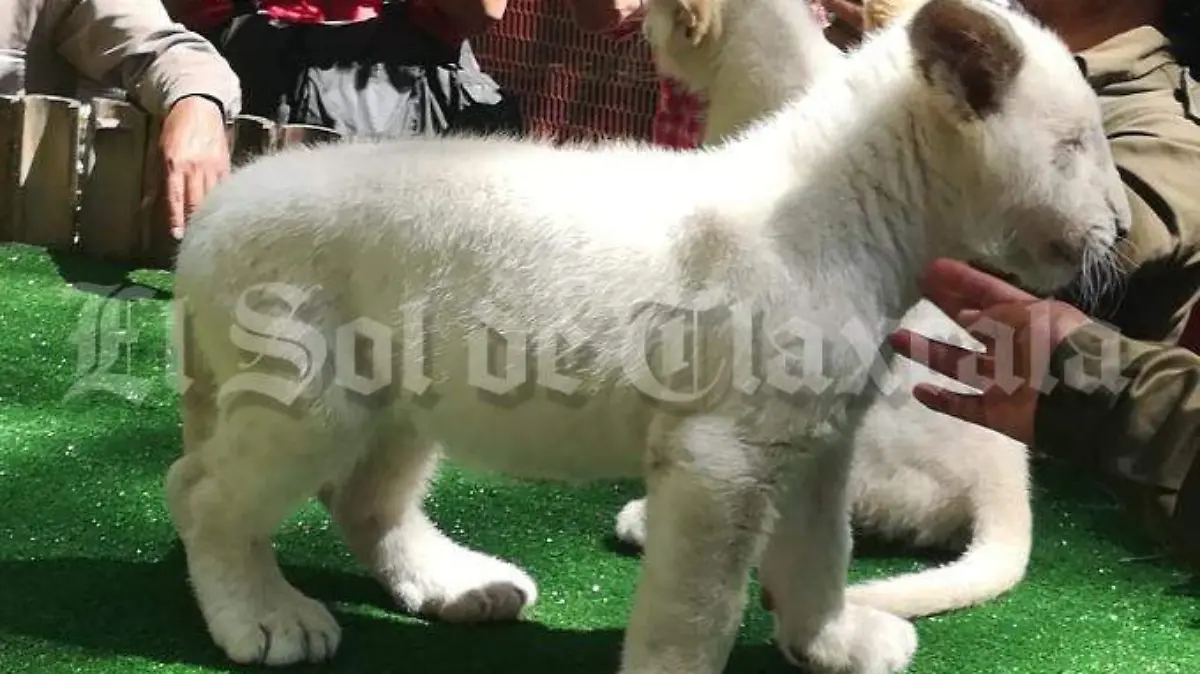 León blanco 2