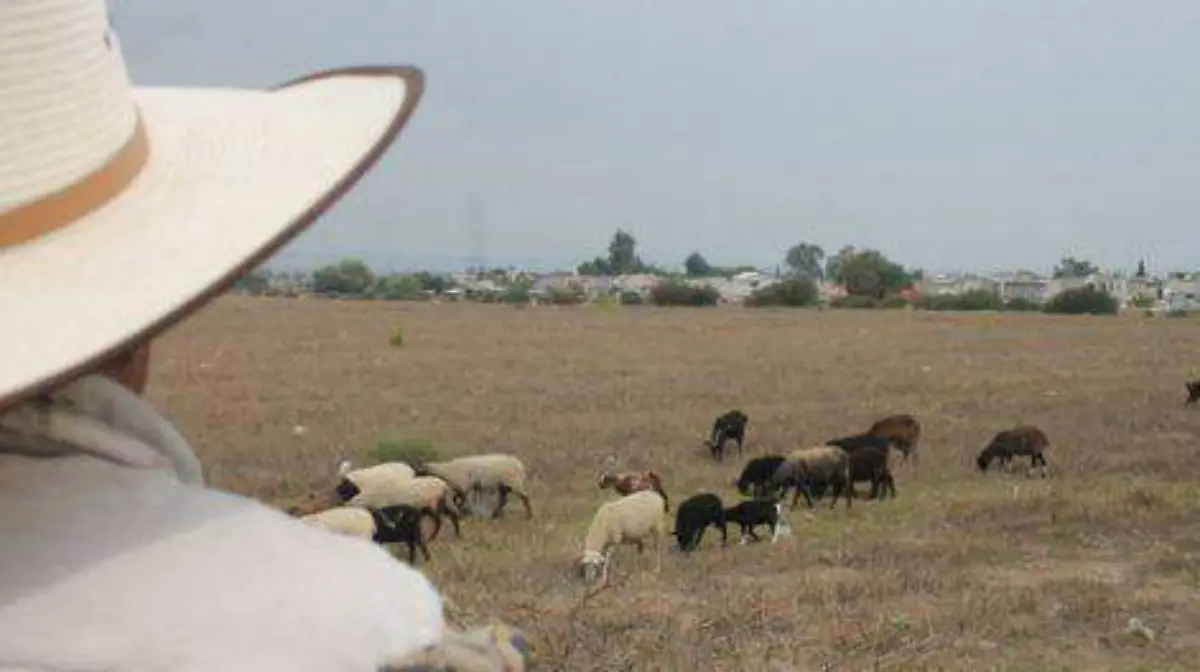 Los-propios-ganaderos-471x314