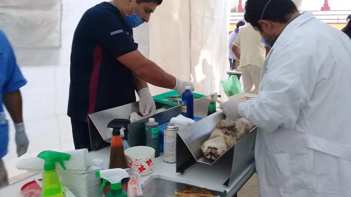 Invitan a “Esterilitón 2019” (2)
