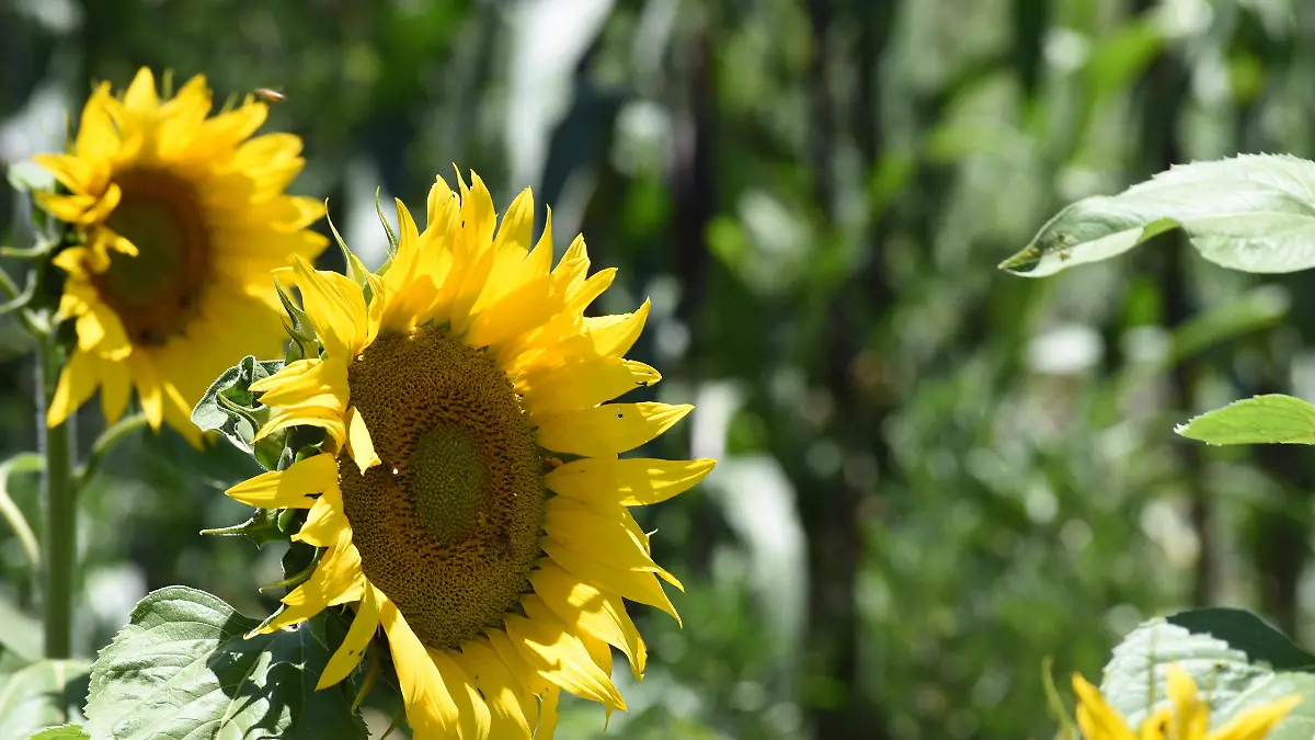 GIRASOLES (4)