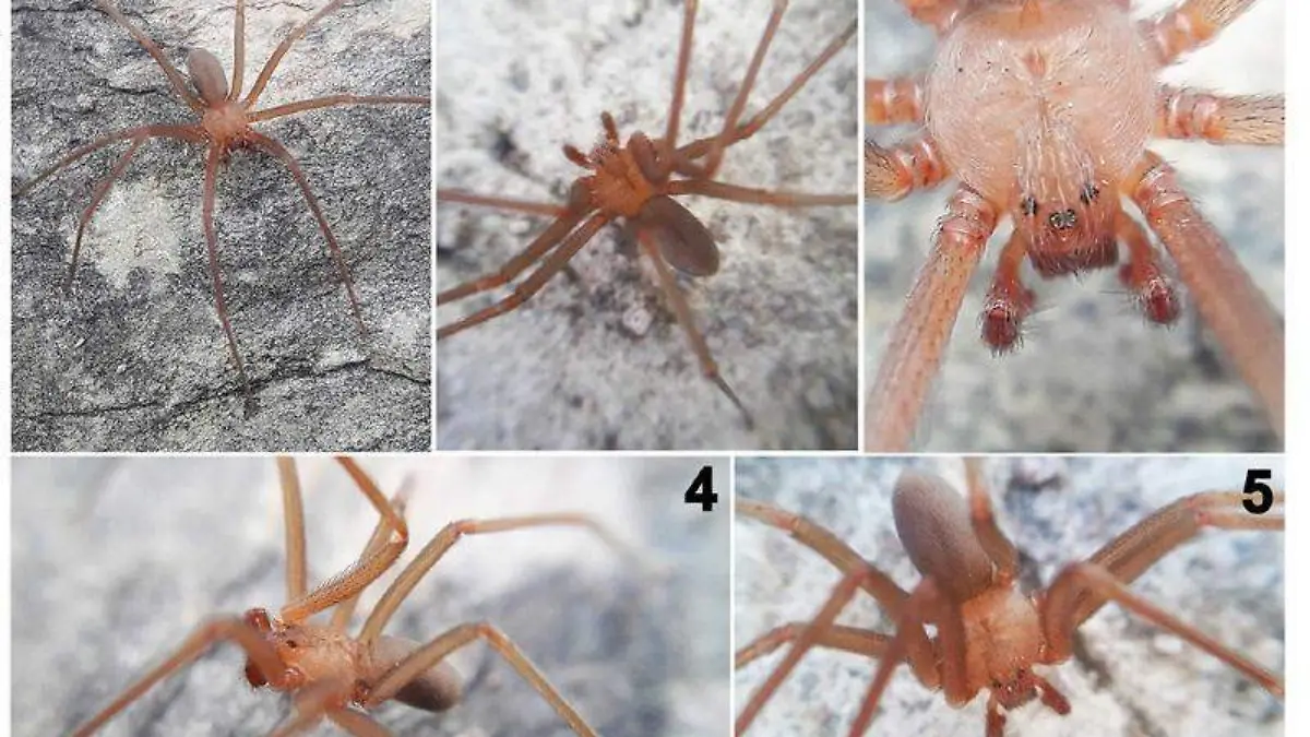 ARAÑA