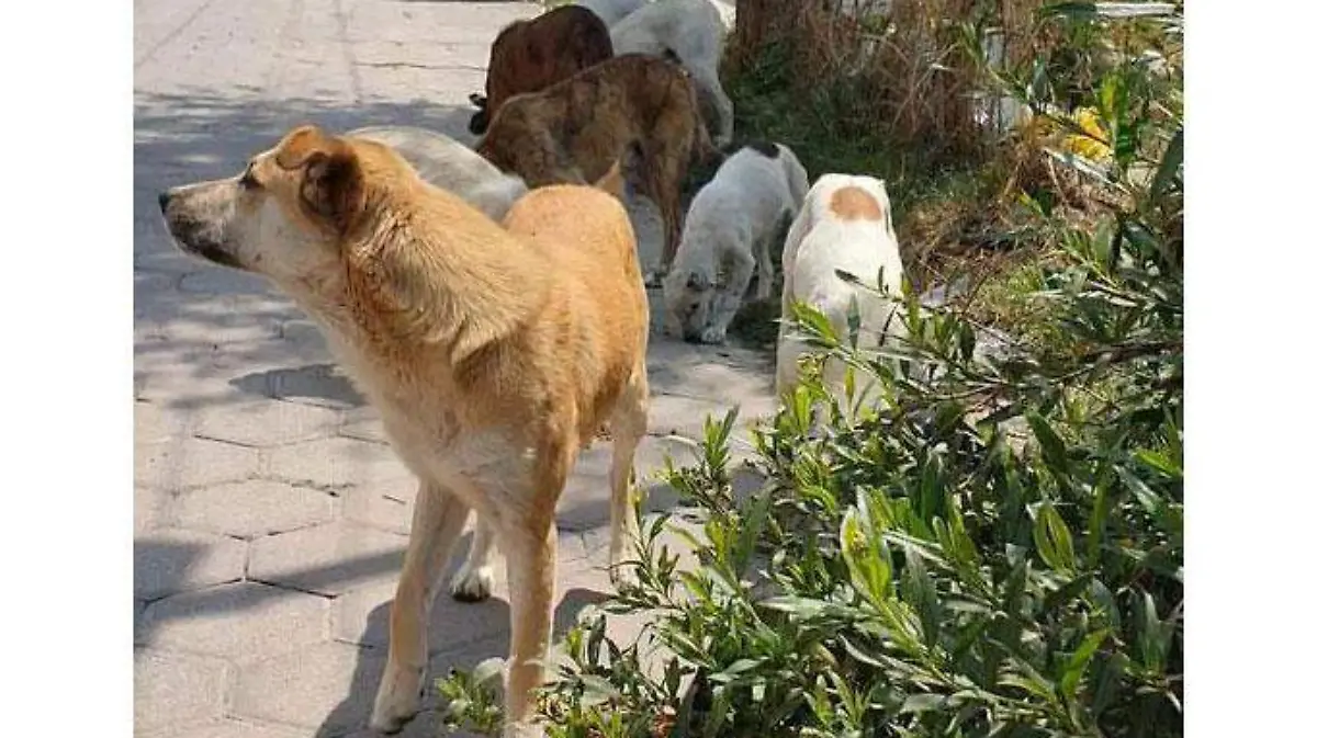 PERRO