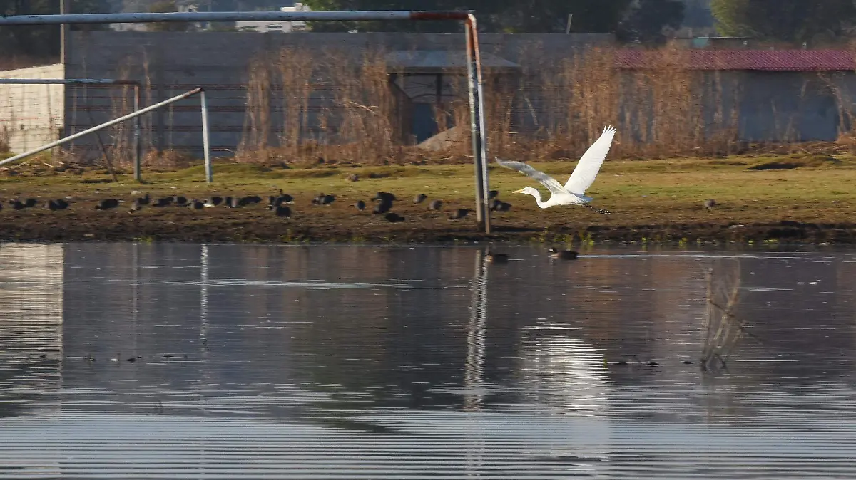 AVES (2)