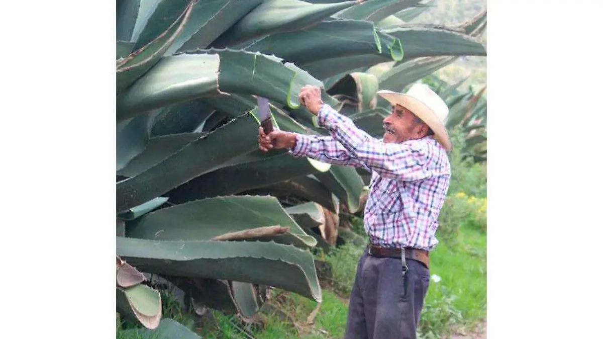 MAguel-pulque