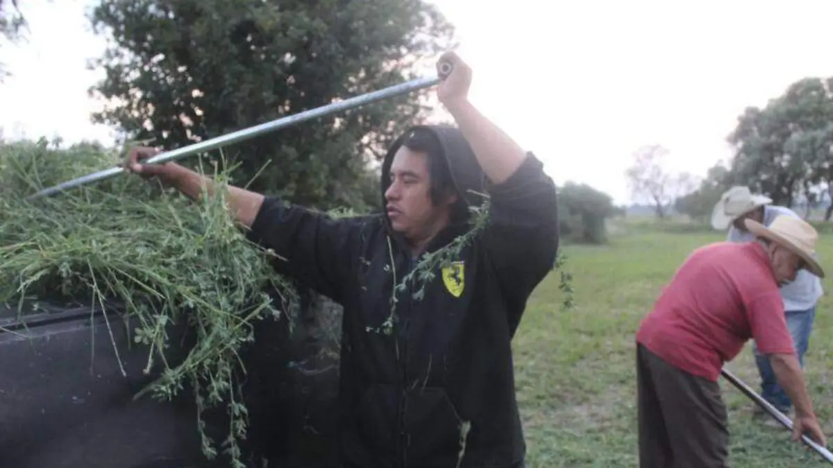 Campesinos, campo