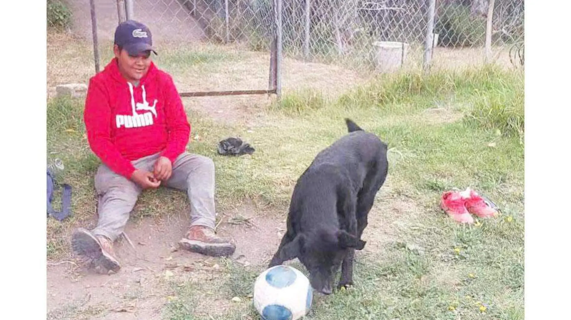 Perro-futbolista