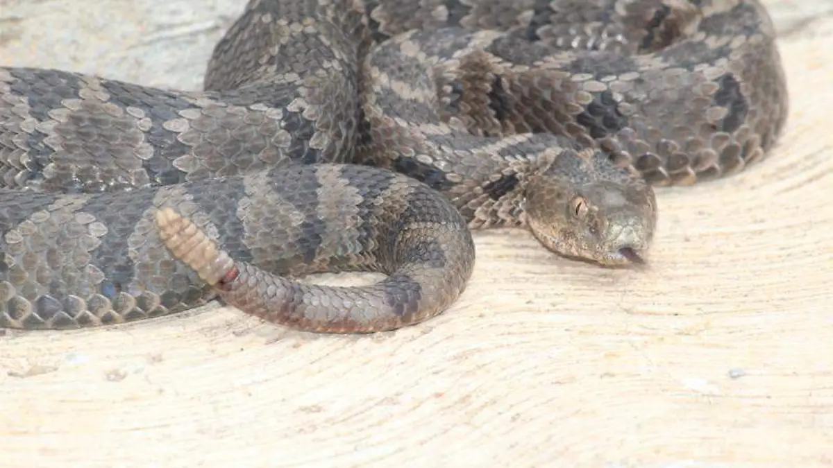 Víbora de cascabel (3)