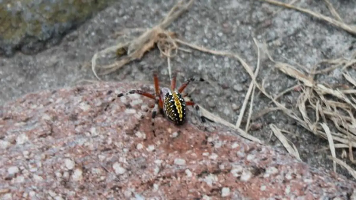 La-búsqueda-de-arañas-(2)