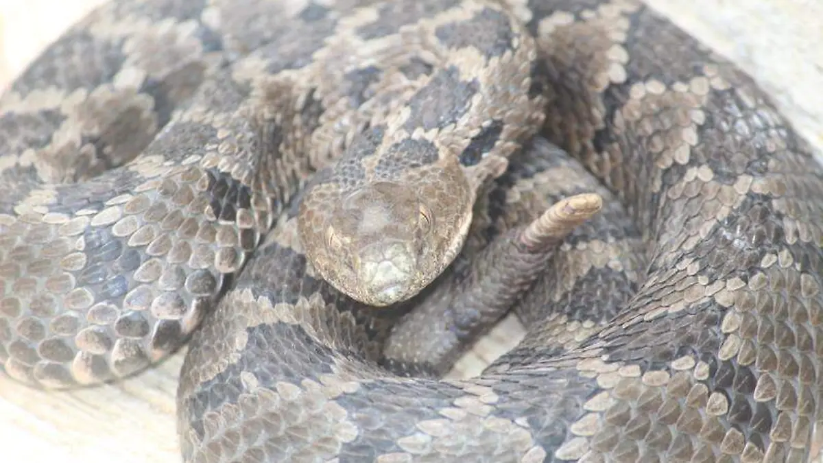 Víbora de cascabel (6)