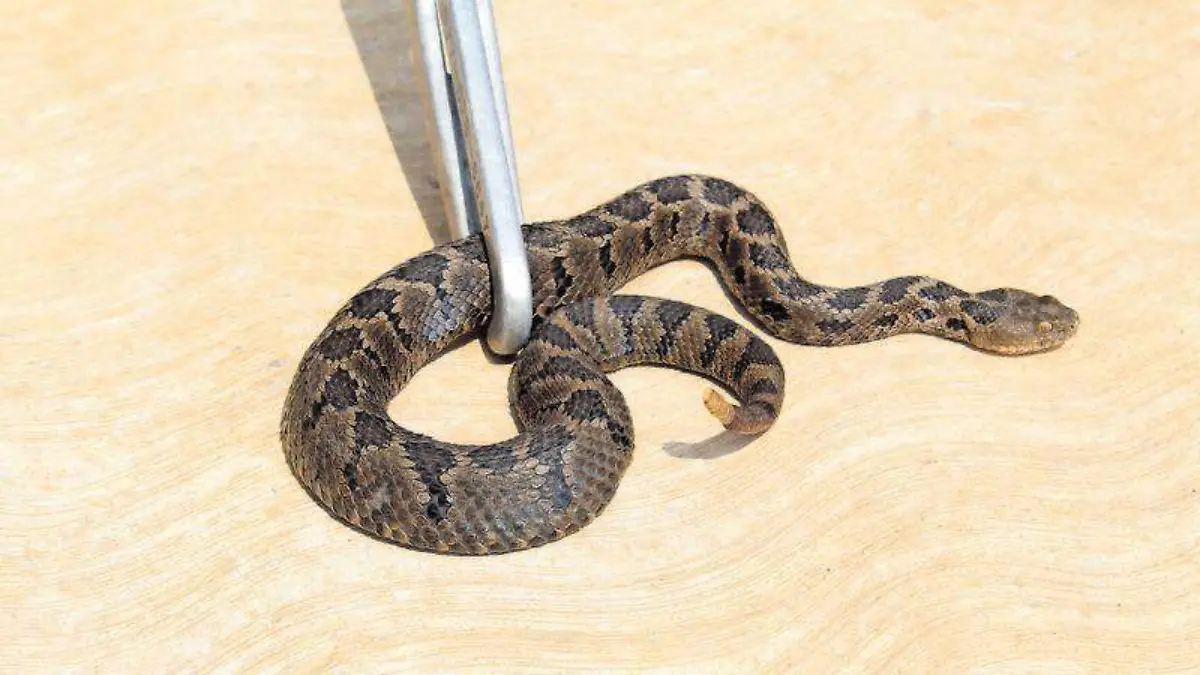 Víbora de cascabel (2)