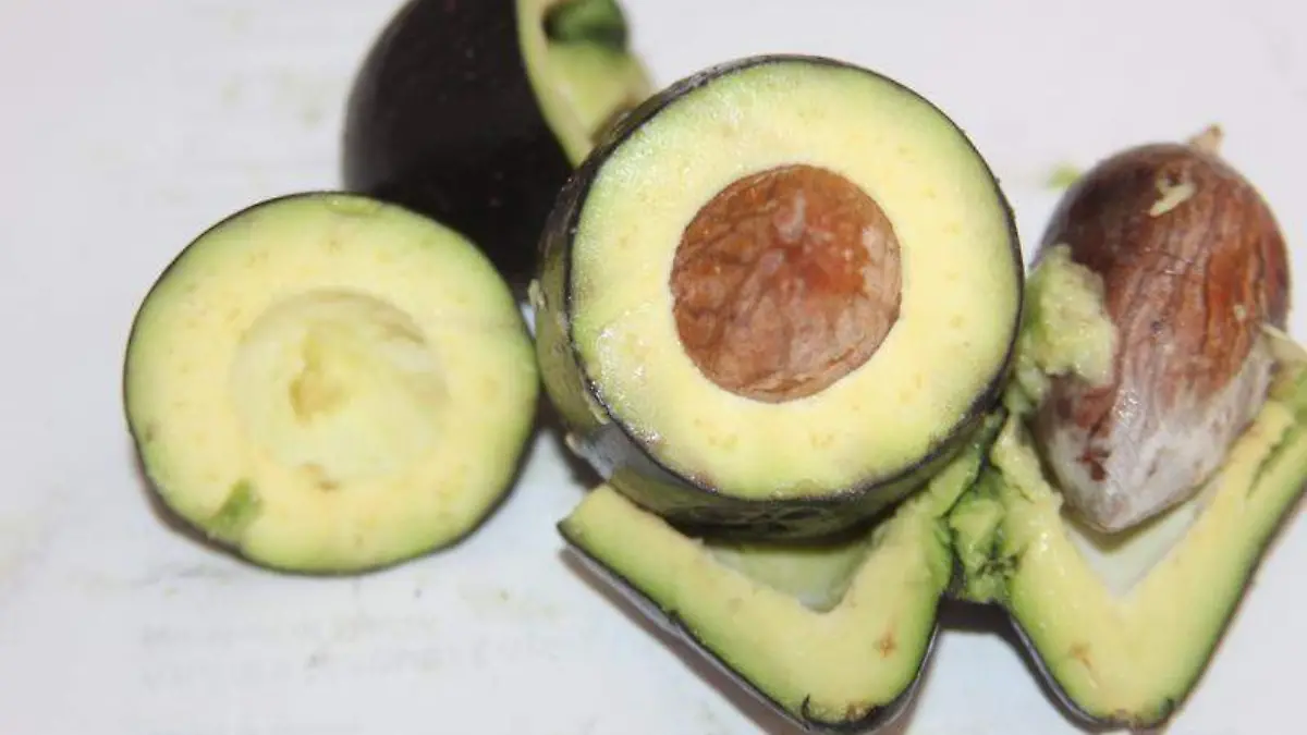 Aguacate (6)
