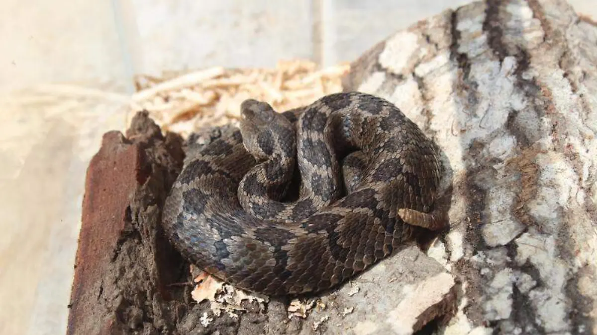 Víbora de cascabel (5)