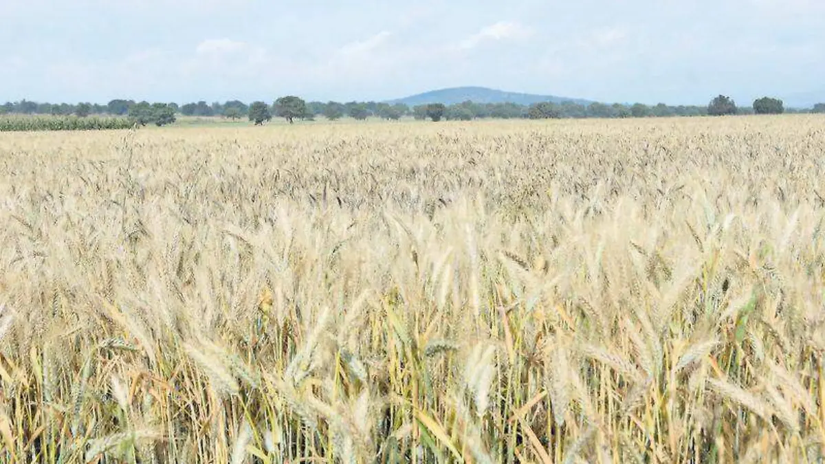 Campo, semillas, cebada (2)