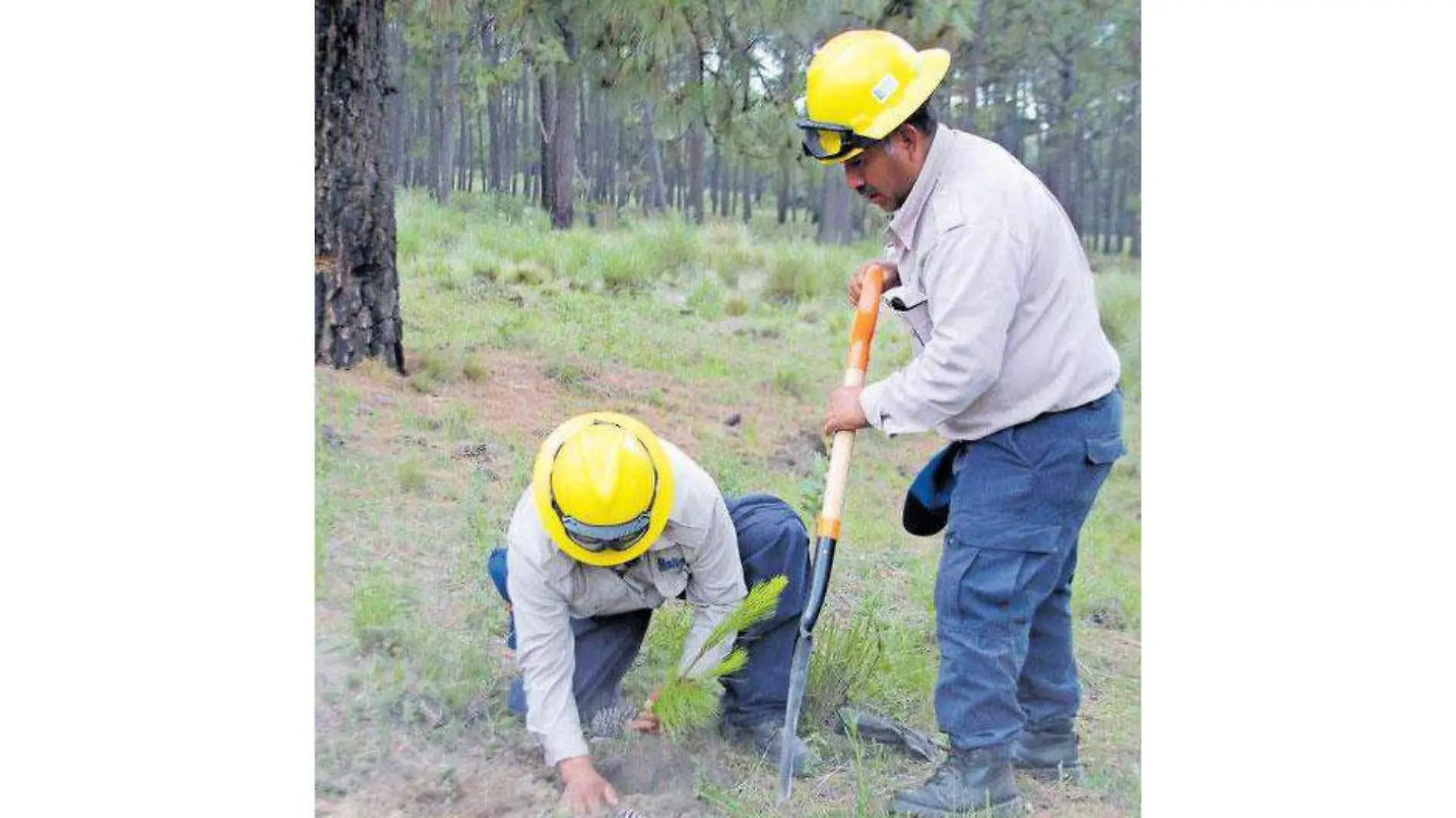 reforestación-(2)