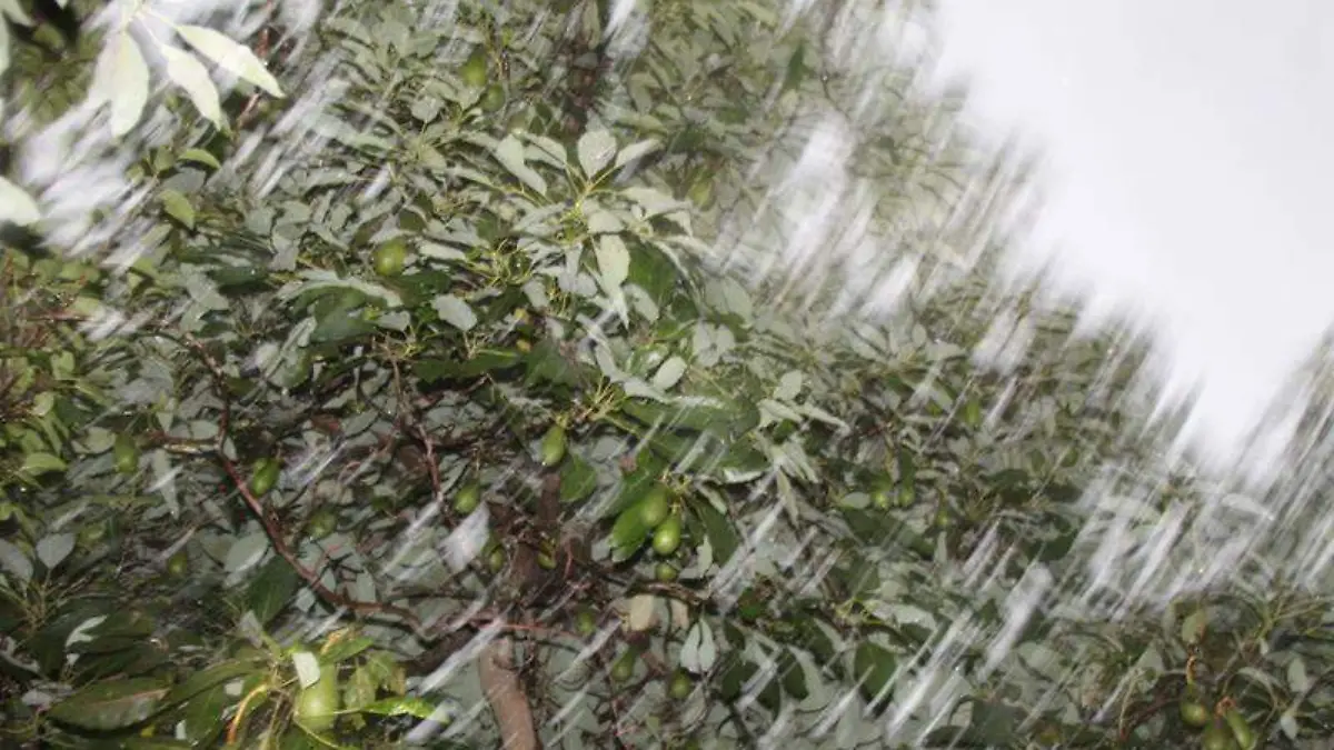 Aguacate (5)