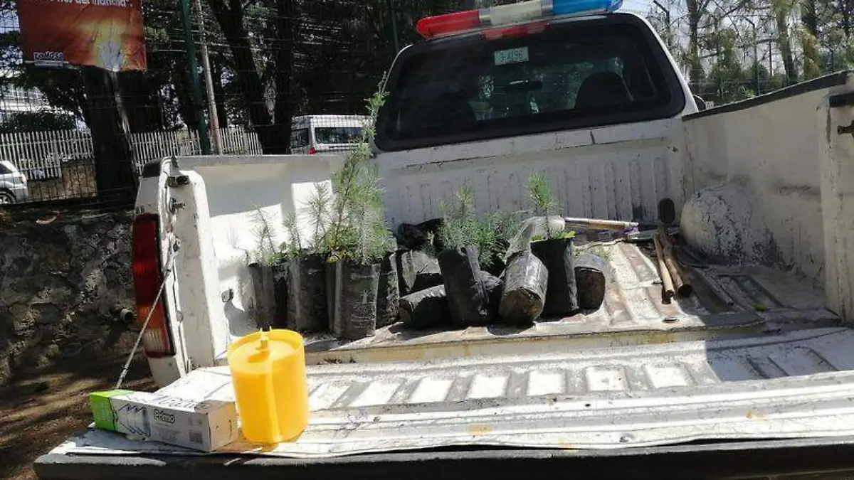 reforestación 2