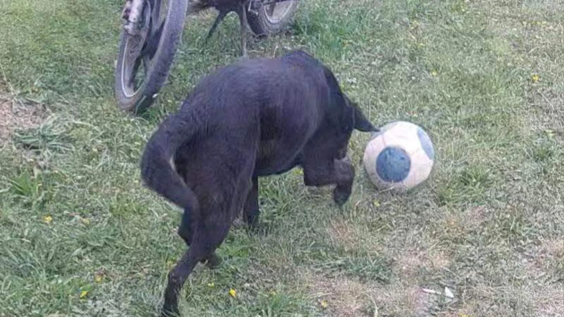 Perro-futbolista-(2)