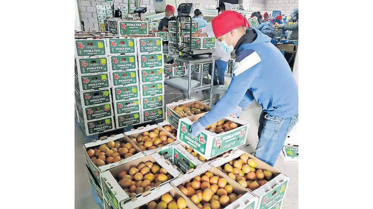 Productores-jitomate-walmart