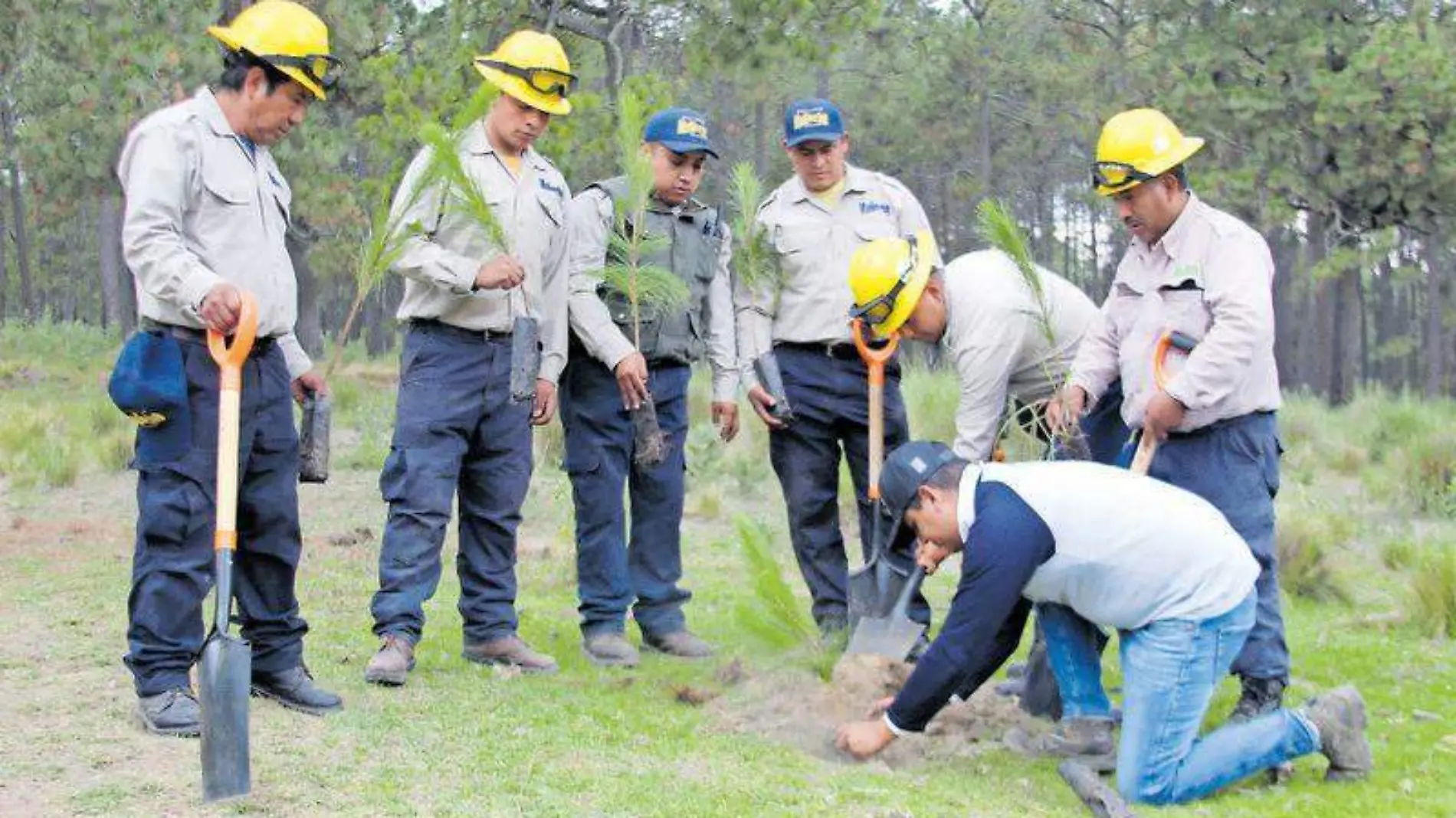 reforestación