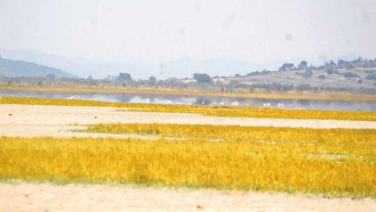 LAguna