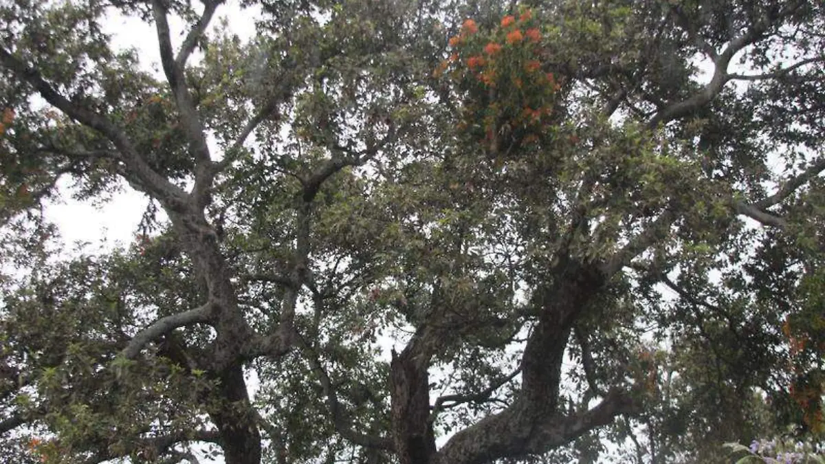 Aguacate (4)
