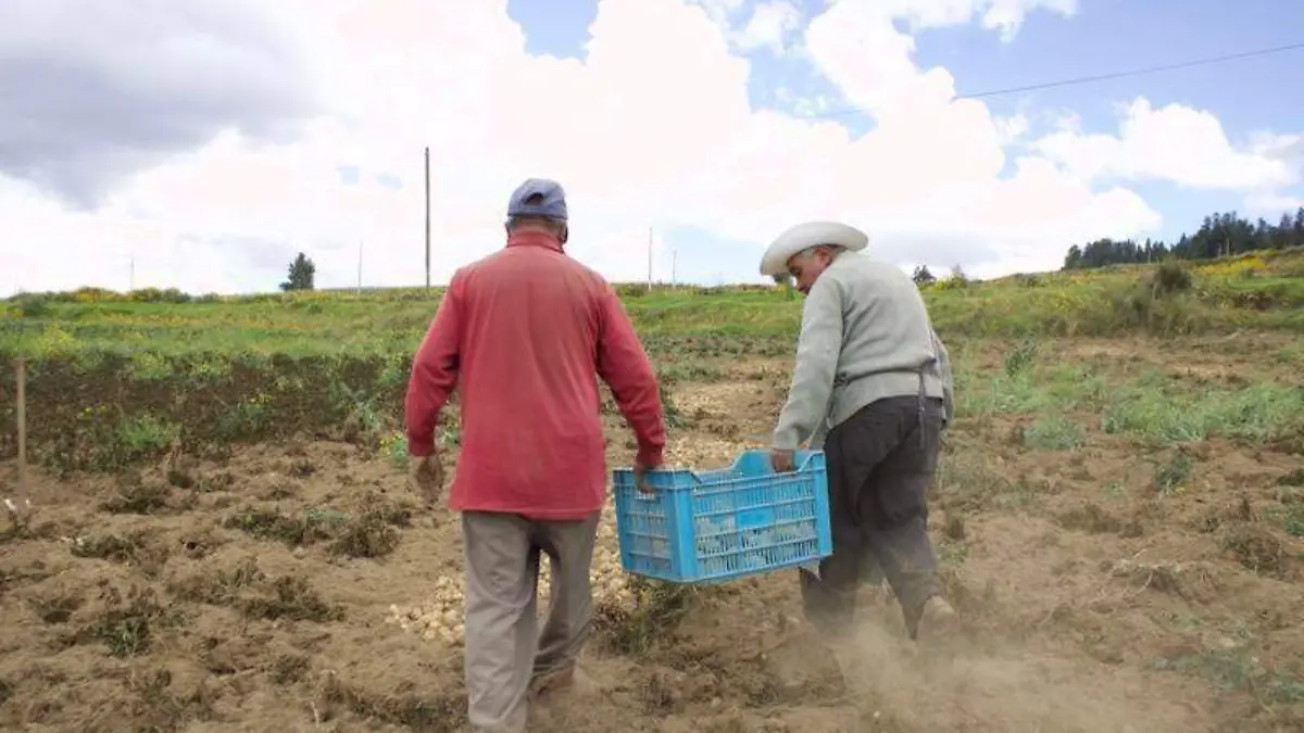 Campo (7)