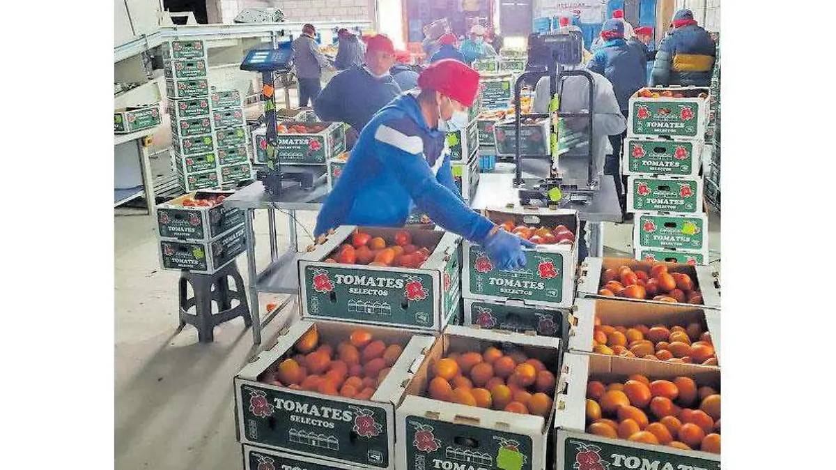 Productores-jitomate-walmart-(2)